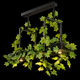 Verdant Frame LED Pendant Light