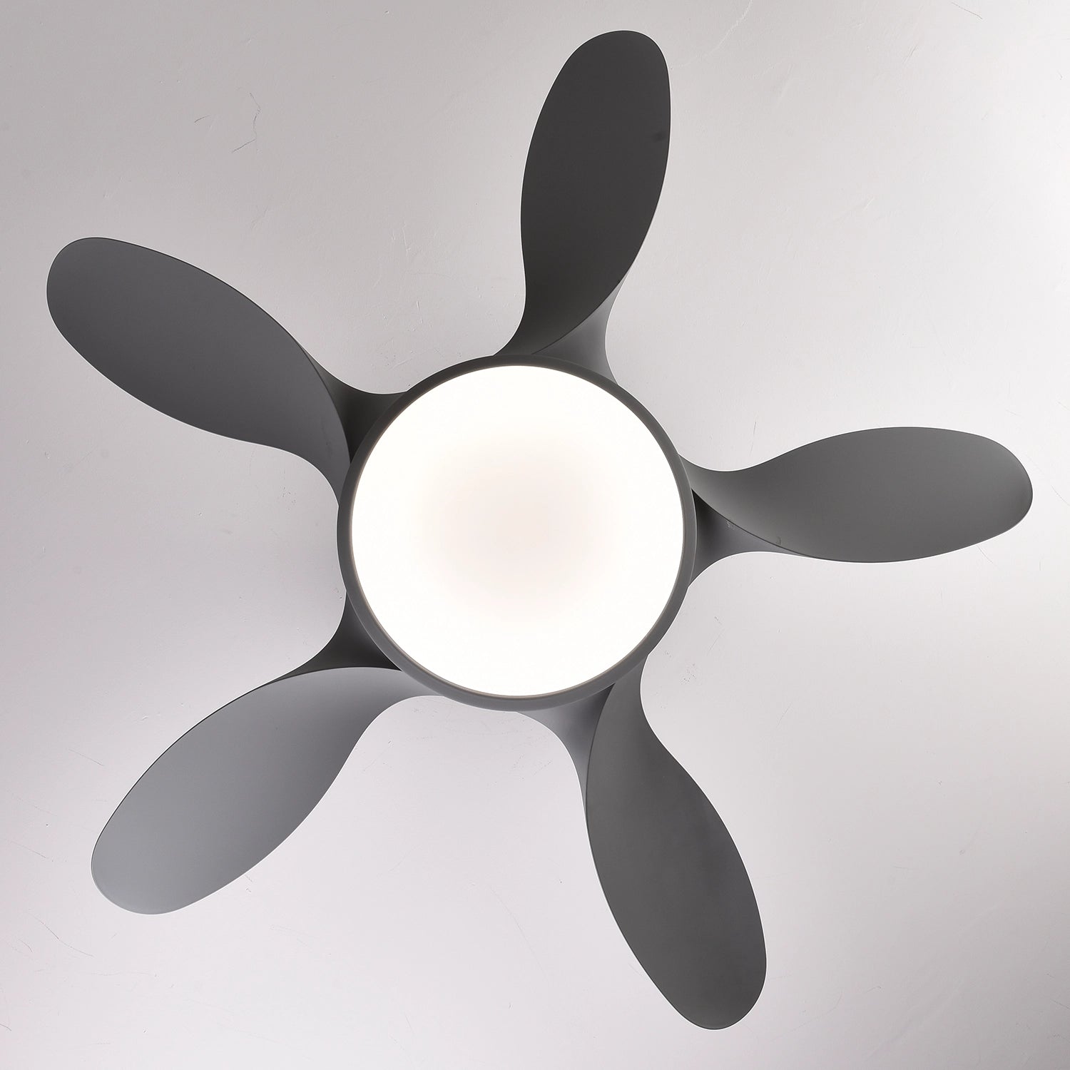 Sunbird Underlight LED Ceiling Fan | 40W BLDC Motor | 42 inch Fan