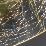 Eldergleam Chronicles-5